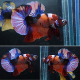 #4 (New Arrival) Candy Tiger Nemo Koi Male Plakat Betta Fish - High Quality Live Aquarium Male Betta Fish